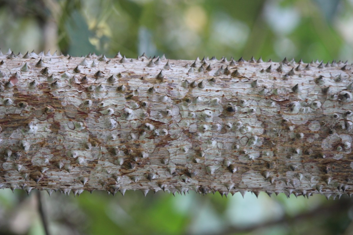 Bombax ceiba L.